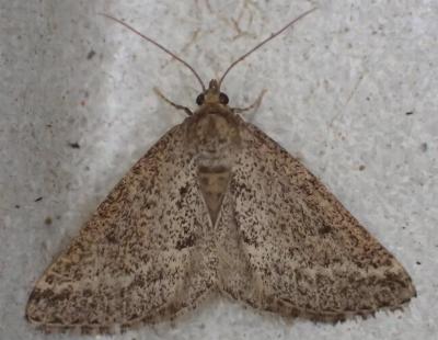Aglossophanes adoxima