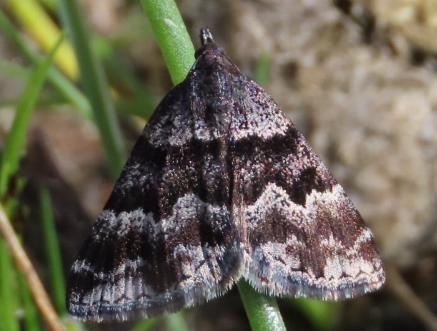 Dichromodes ainaria