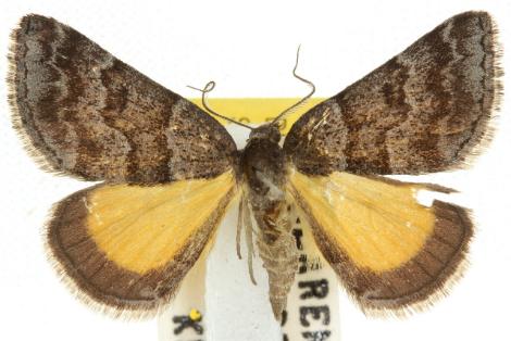 Dichromodes ainaria