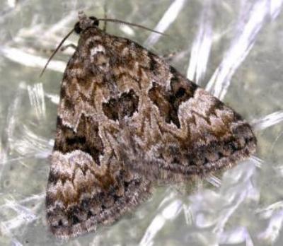 Dichromodes anelictis