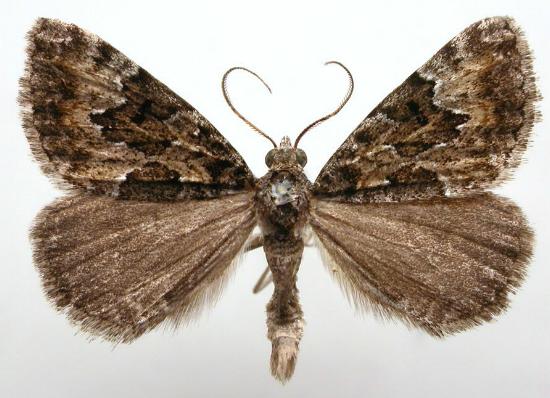 Dichromodes anelictis