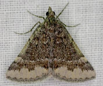 Dichromodes angasi