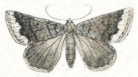 Dichromodes angasi