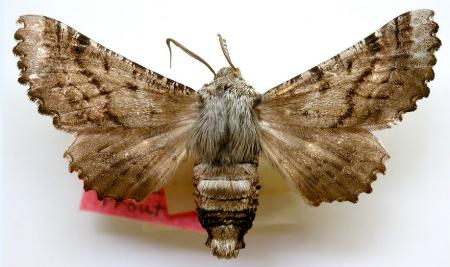 Hypographa aristarcha
