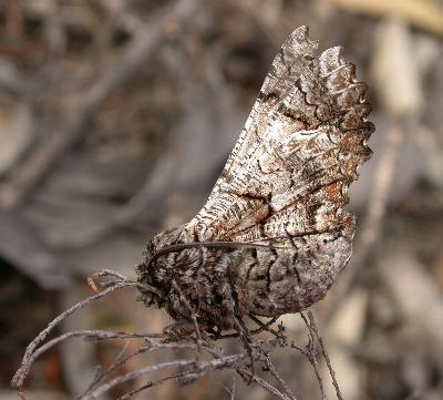 Hypographa aristarcha