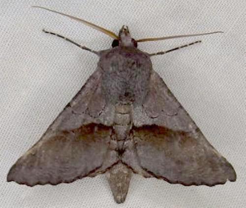 Dinophalus atmoscia