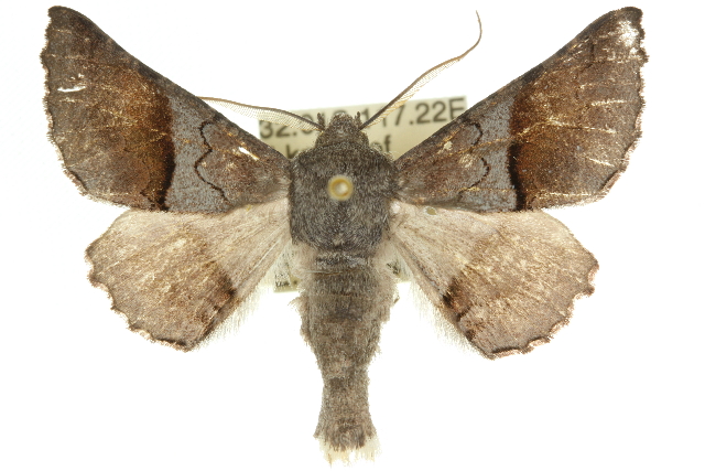 Dinophalus atmoscia