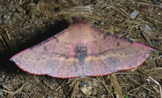 Oenochroma barcodificata