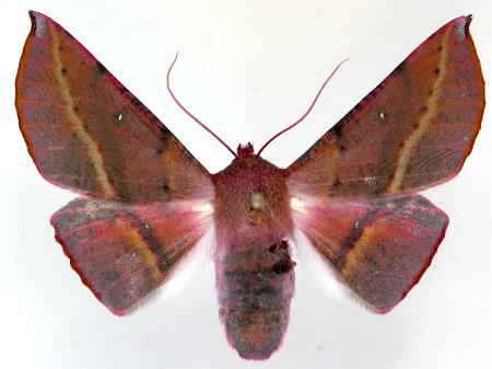 Oenochroma barcodificata