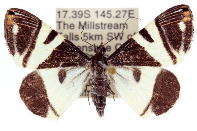 Phrataria bijugata