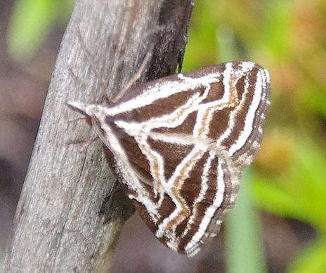 Dichromodes confluaria
