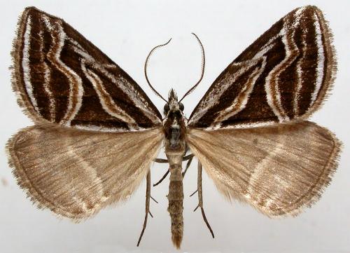 Dichromodes confluaria
