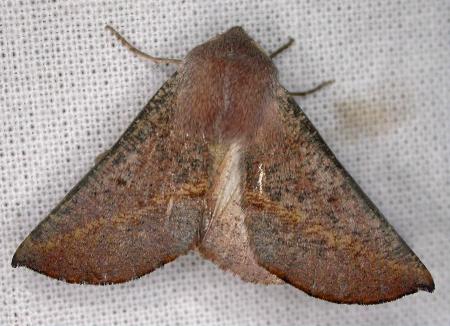 Oenochroma cycnoptera