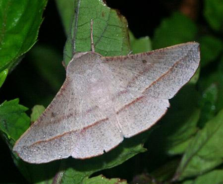 Oenochroma decolorata