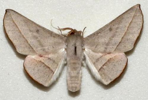 Oenochroma decolorata
