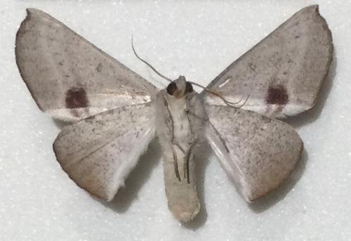 Oenochroma decolorata
