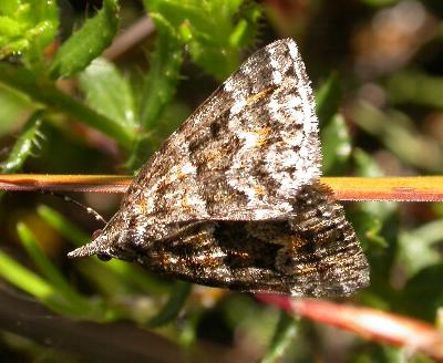 Dichromodes diffusaria