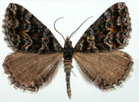 Dichromodes diffusaria