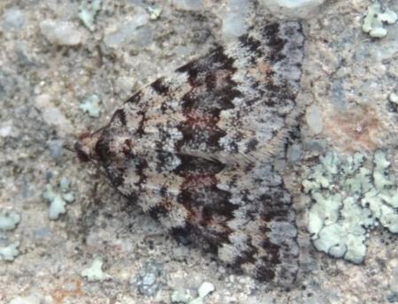 Dichromodes disputata