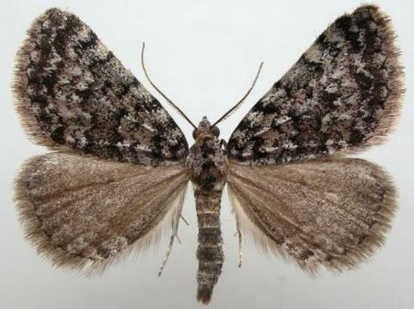 Dichromodes disputata