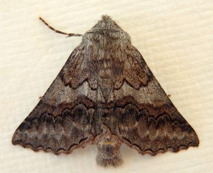 Dinophalus drakei