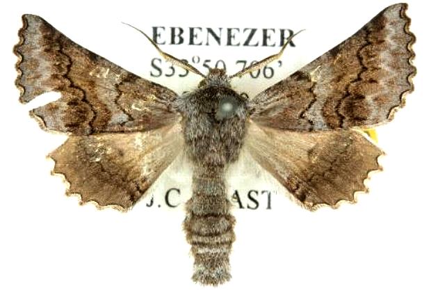 Dinophalus drakei