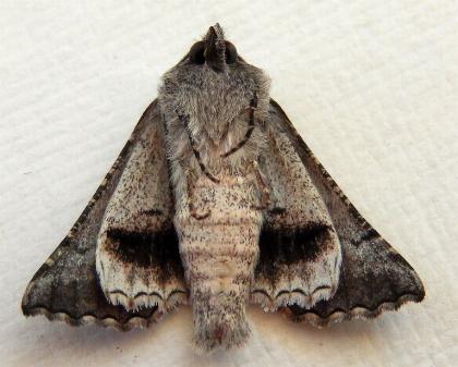 Dinophalus drakei