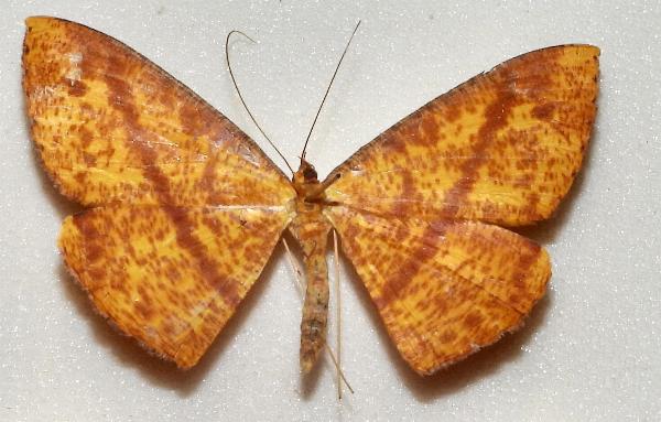 Eumelea duponchelii