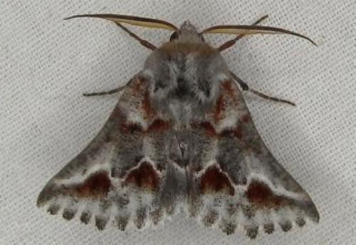 Hypographa epiodes