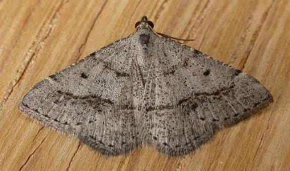 Taxeotis exsectaria