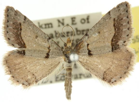 Taxeotis exsectaria