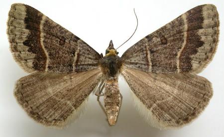 Antasia flavicapitata