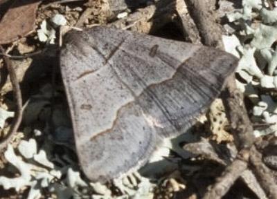 Antasia flavicapitata