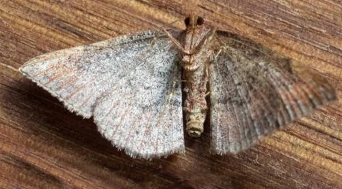 Antasia flavicapitata