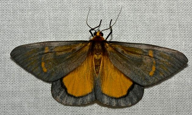 Celerena griseofusa