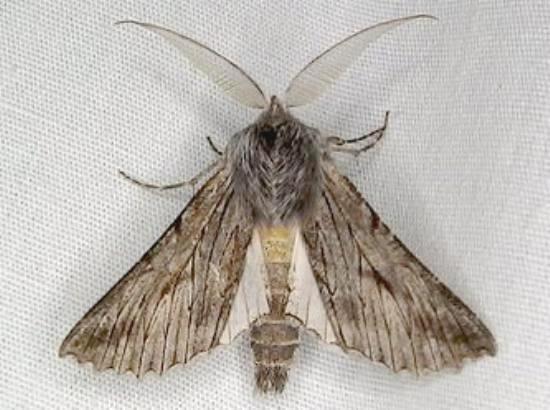 Dinophalus hiracopis