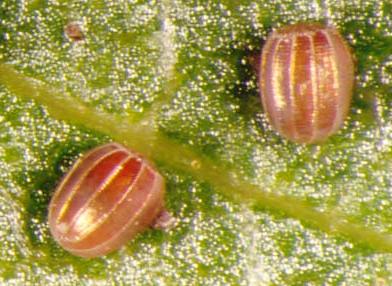 Epidesmia hypenaria