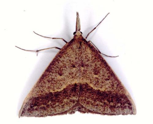 Epidesmia hypenaria
