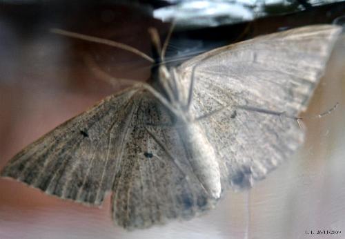 Epidesmia hypenaria
