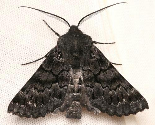 Dinophalus incongrua