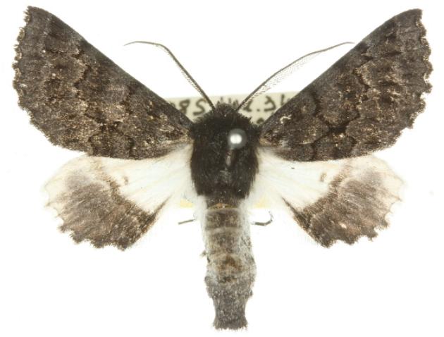 Dinophalus incongrua
