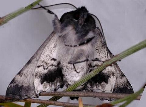 Dinophalus incongrua