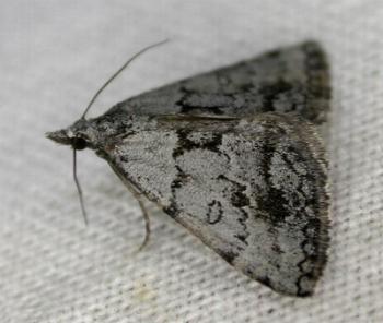 Dichromodes indicataria