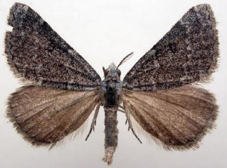 Dichromodes indicataria