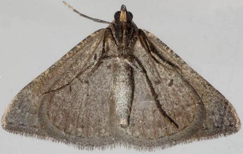 Taxeotis intextata