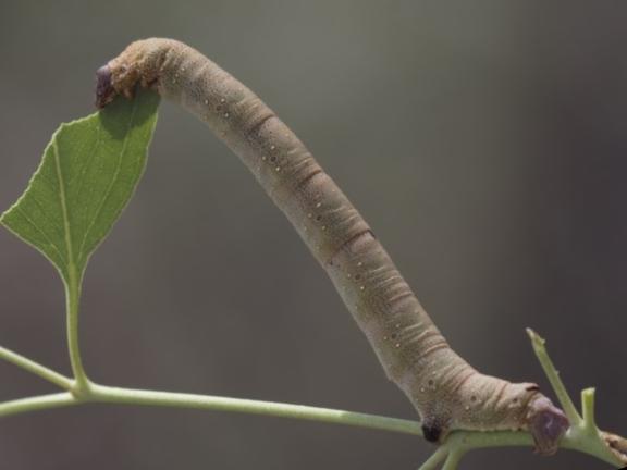 Arhodia lasiocamparia