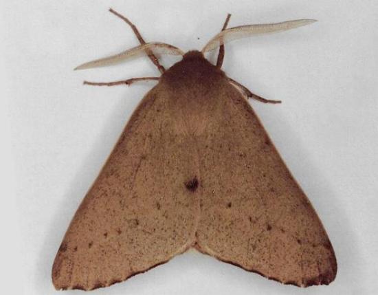 Arhodia lasiocamparia