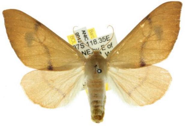 Arhodia lasiocamparia