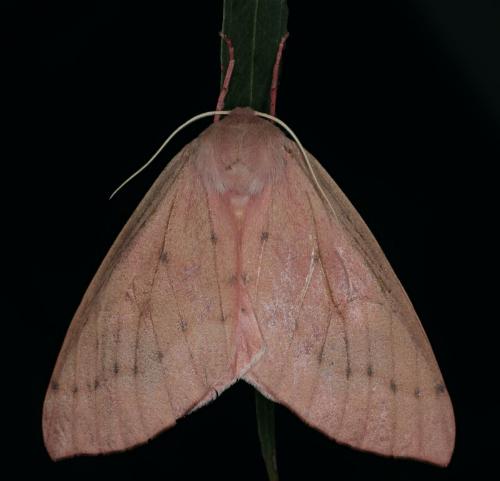Arhodia lasiocamparia