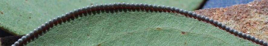 Arhodia lasiocamparia